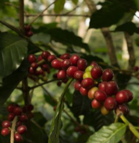 Master Origin Timor Medium Roast